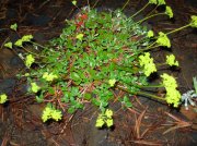 Summer '06 Sunriver 573 